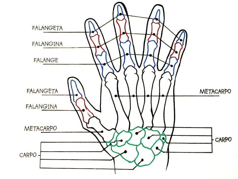 estructura osea mano