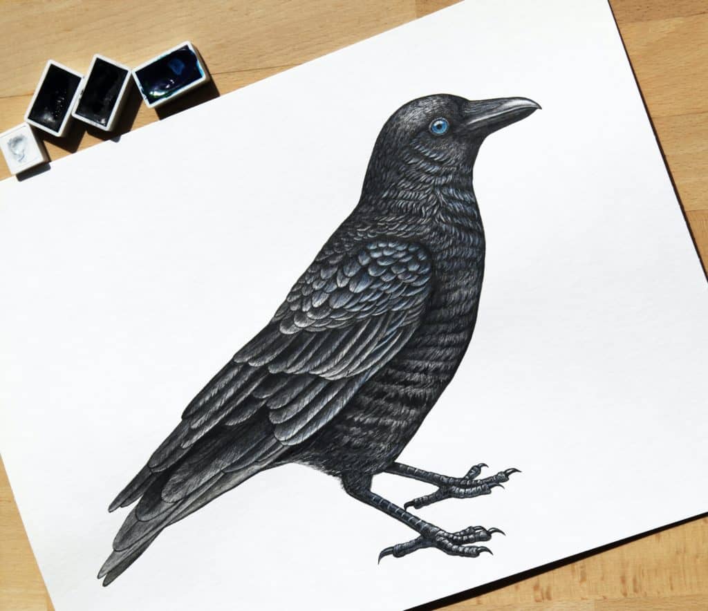 Dibujo de aves: lo esencial 