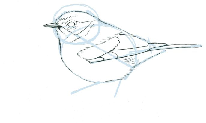 Dibujo de aves: lo esencial 