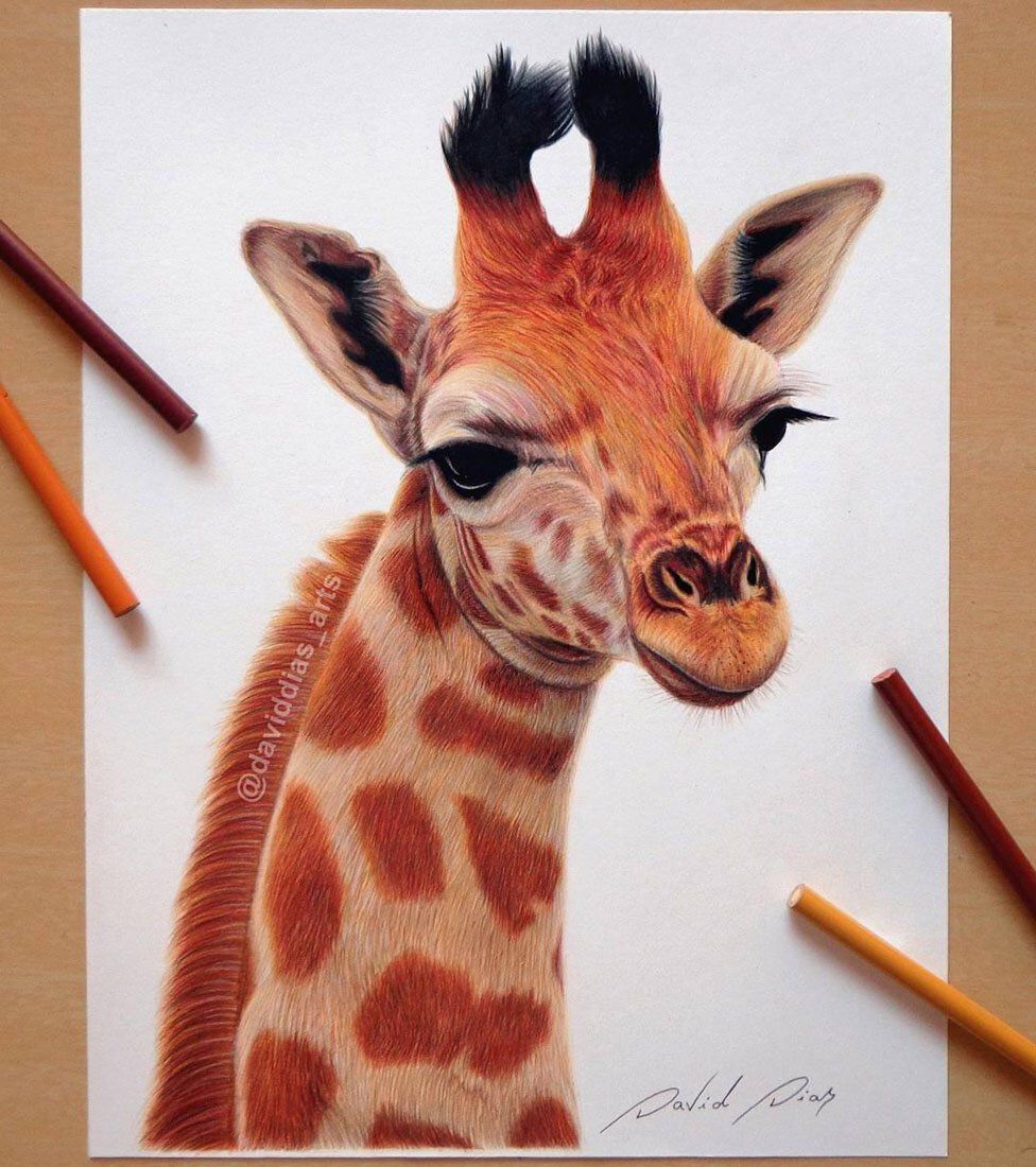 Dibujar animales con lápices de colores en 9 pasos 