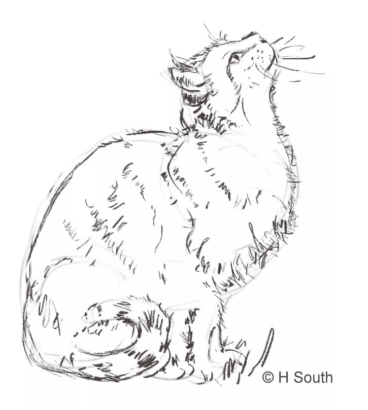 Aprender a dibujar gatos: consejos y trucos 