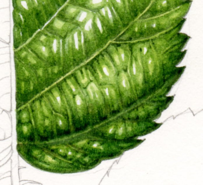Ilustración científica botánica, en 4 pasos