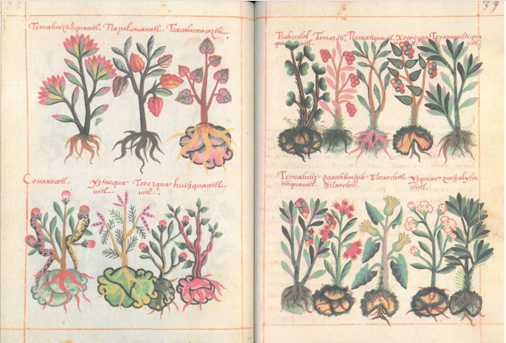 libellus de medicinalibus indorum herbis ff 38v 39r