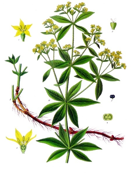Pigmento alizarina