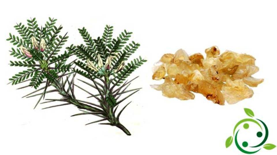 La goma de tragacanto: una materia que da cuerpo al color 55 Tragacanto 3